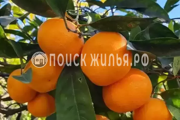 Гостиница «Бамбучо», Лдзаа