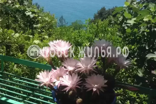 Частный сектор «Рай у моря», Сочи Частный сектор «Рай у моря», Сочи