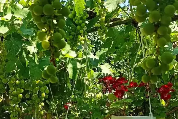Частный сектор «Елена»