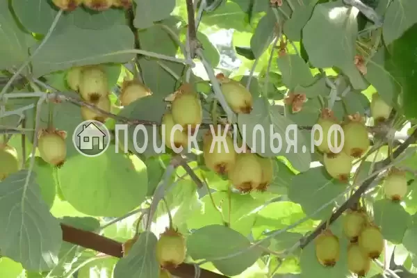 Гостевой дом «Маргарита», Лазаревское