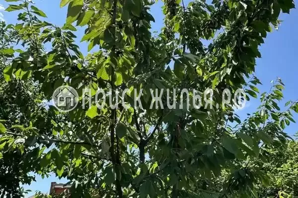 «Две столицы», Новомихайловский