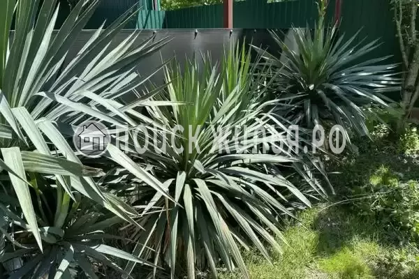 «Две столицы», Новомихайловский