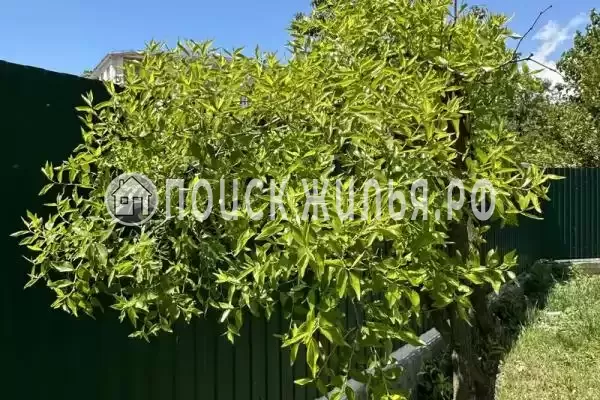 «Две столицы», Новомихайловский