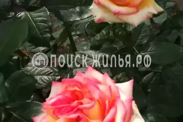 Дом под ключ «Криница», Бетта