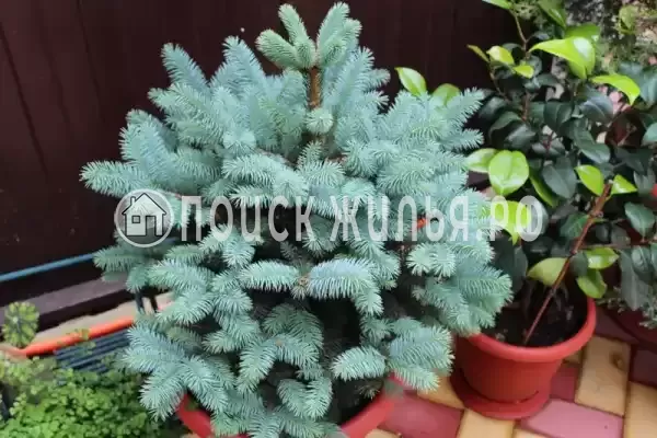 Частный сектор «Частный дом Ангелина», Адлер