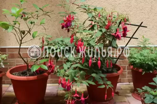 Частный сектор «Частный дом Ангелина», Адлер