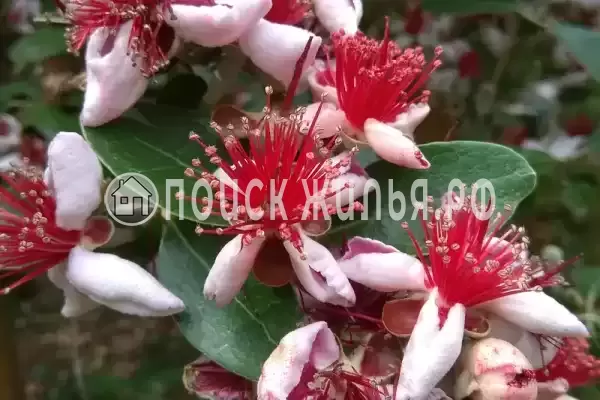 Частный сектор «Частный дом Уютный дом у моря», Новый Афон