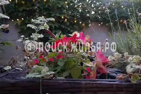 «Листья Травы», Балтийск