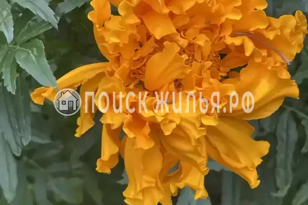 «Альталушта», Алушта «Альталушта», Алушта