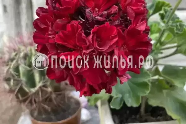 «Альталушта», Алушта «Альталушта», Алушта