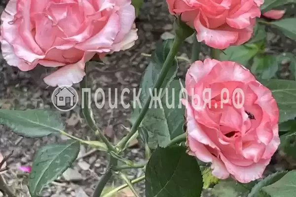 «Альталушта», Алушта «Альталушта», Алушта