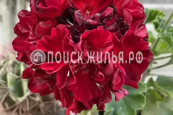 «Альталушта», Алушта «Альталушта», Алушта