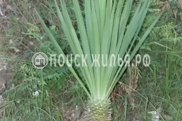 Гостевой дом «У Татьяны», Цандрипш