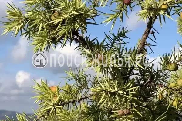 «Краски Черного моря», Архипо-Осиповка