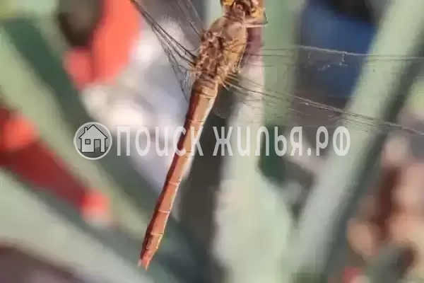 «Маленькая страна», Кучугуры