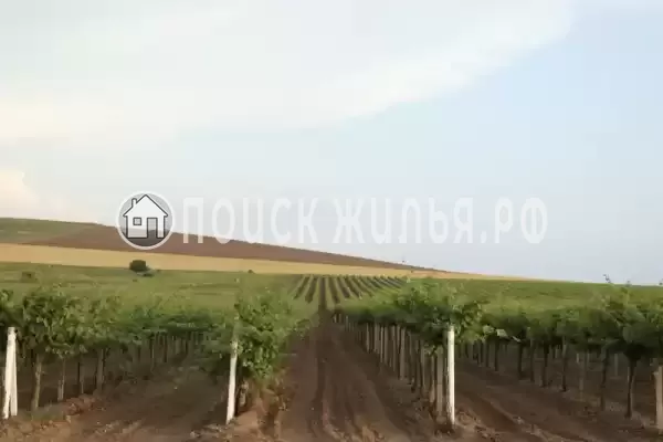 «Фридом», Веселовка