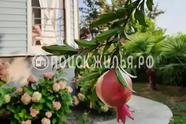 Частный сектор «Коттедж Зеленый банан», Головинка Частный сектор «Коттедж Зеленый банан», Головинка