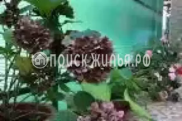 «Делюкс», Адлер «Делюкс», Адлер