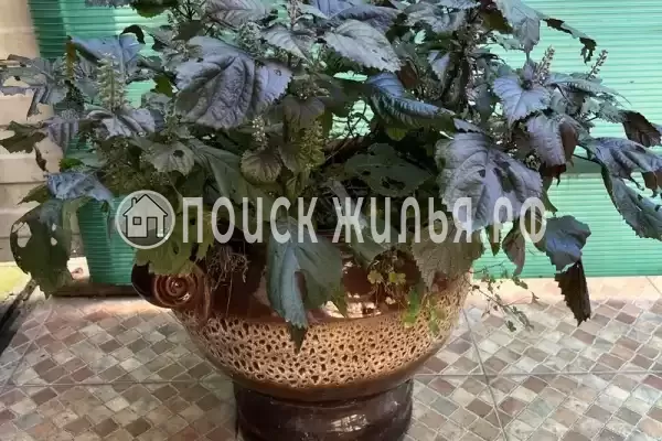 «Делюкс», Адлер «Делюкс», Адлер