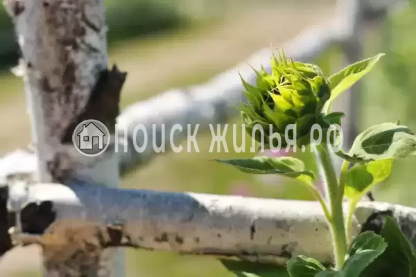 Отель «Подсолнухи», Пирочи Отель «Подсолнухи», Пирочи