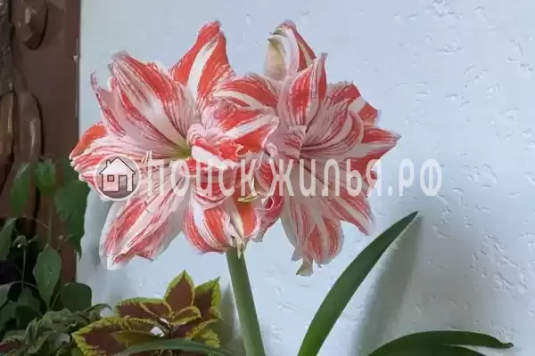 Гостевой дом «LETTO», Дивноморское