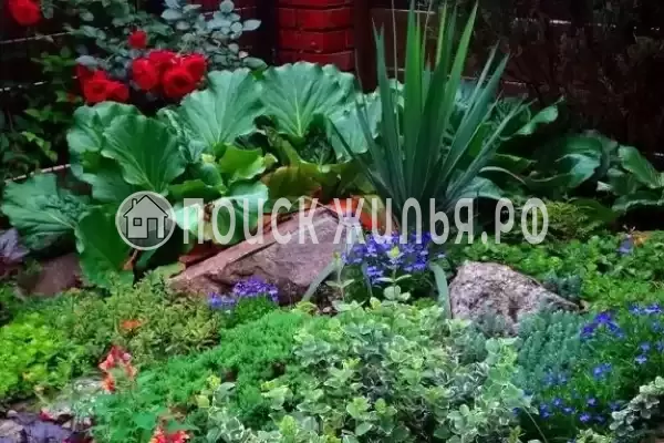 «Дельта», Полесск