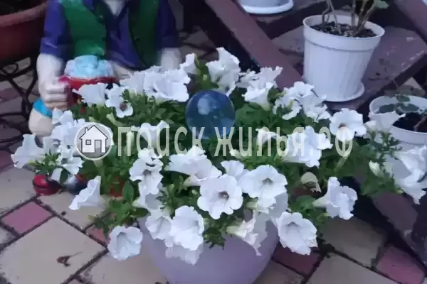 Частный сектор «Александр», Витязево