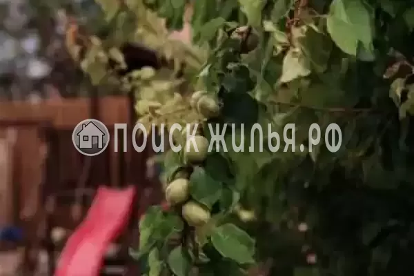 «Солнечная орхидея», Джемете «Солнечная орхидея», Джемете