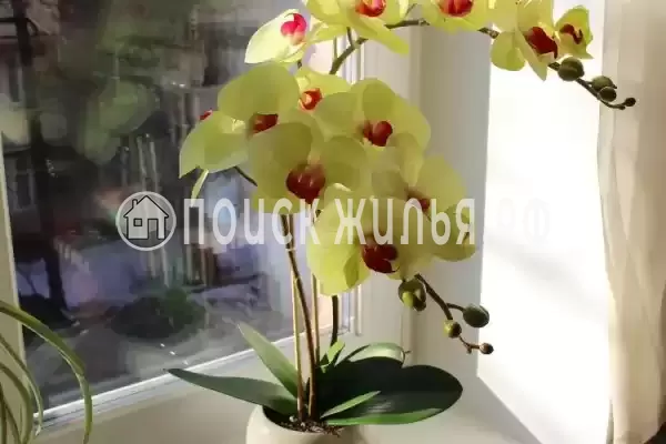 «Солнечная орхидея», Джемете «Солнечная орхидея», Джемете