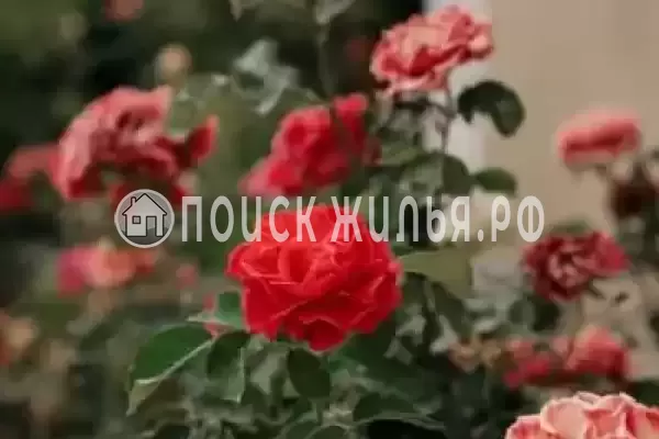 «Солнечная орхидея», Джемете «Солнечная орхидея», Джемете