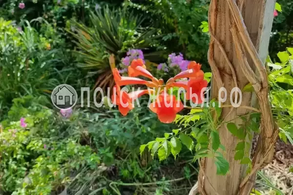 «Флагман», Витязево