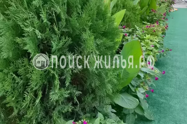 «Семейный», Пляхо