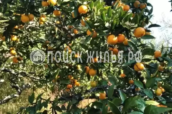 Гостевой дом «Анюта», Гудаута