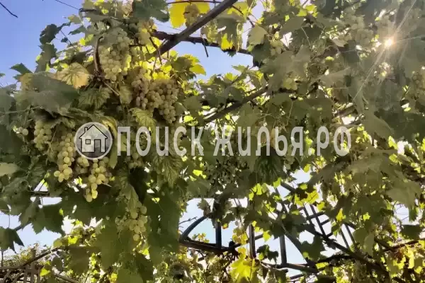 Частный сектор «Дом отдыха Виноградный», Сочи