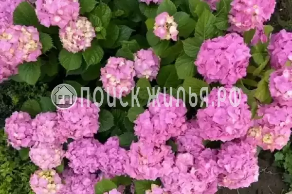 Гостевой дом «Калмаха», Алахадзы