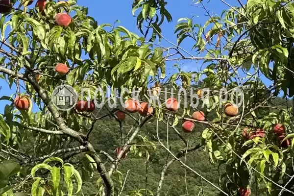 Мкр Незабудка-1, д.84А, Ольгинка