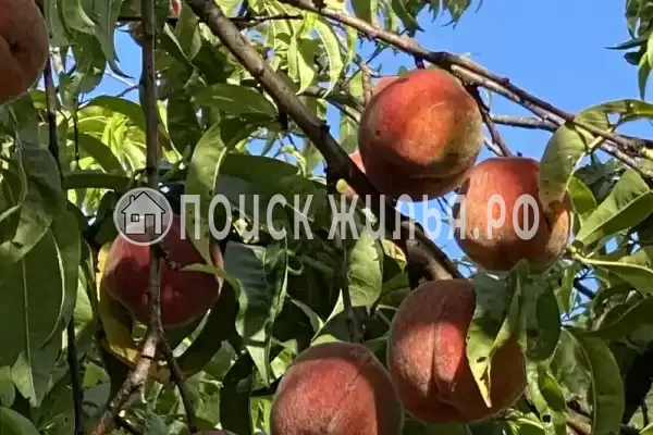 Мкр Незабудка-1, д.84А, Ольгинка