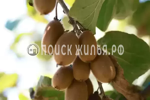 Гостевой дом, С Хашупсэ Хашупсинская, Цандрипш