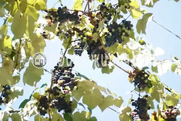 Гостевой дом, С Хашупсэ Хашупсинская, Цандрипш