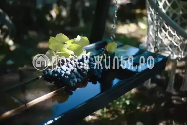 Гостевой дом, С Хашупсэ Хашупсинская, Цандрипш