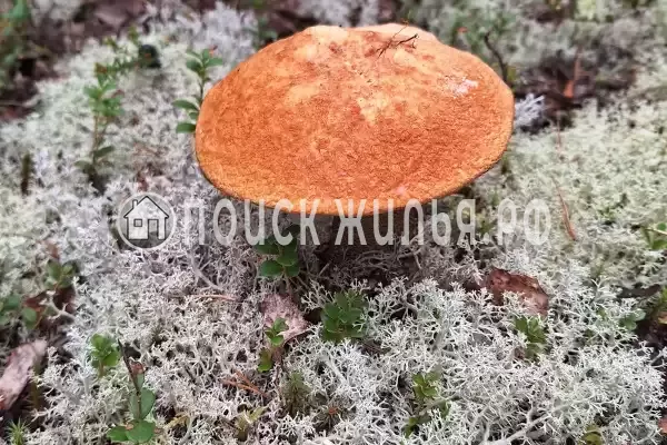 Отель «Сегежа», Сегежа