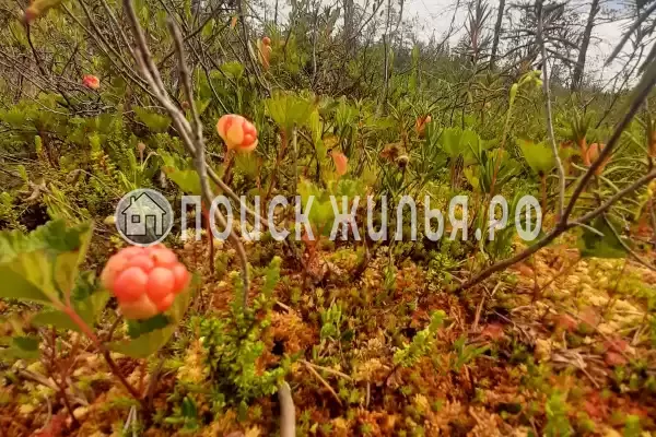 Отель «Сегежа», Сегежа