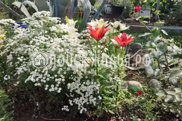 Гостевой дом «Ева», Гагра