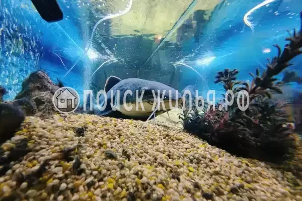 «Семья», Анапа