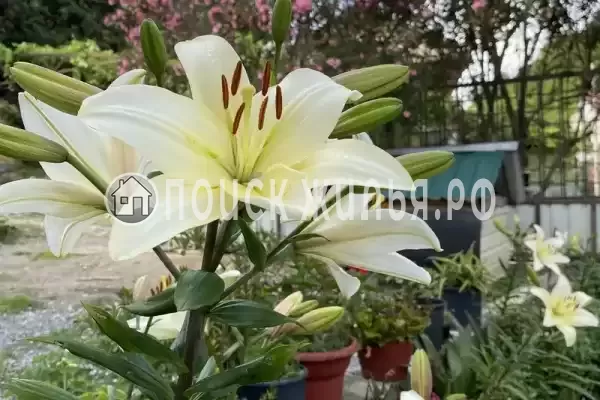 Гостевой дом «Райский Сад», Пицунда