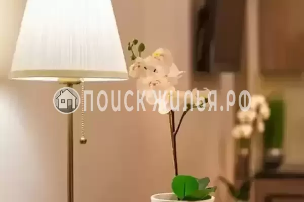 «Амадей», Санкт-Петербург