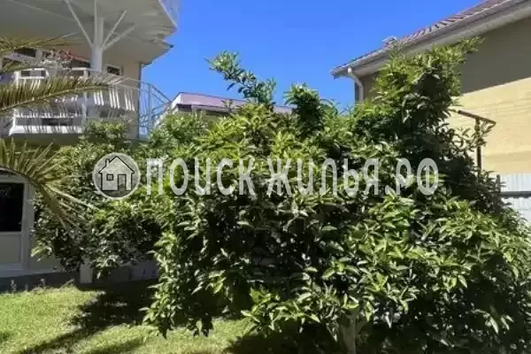 «Дива», Адлер