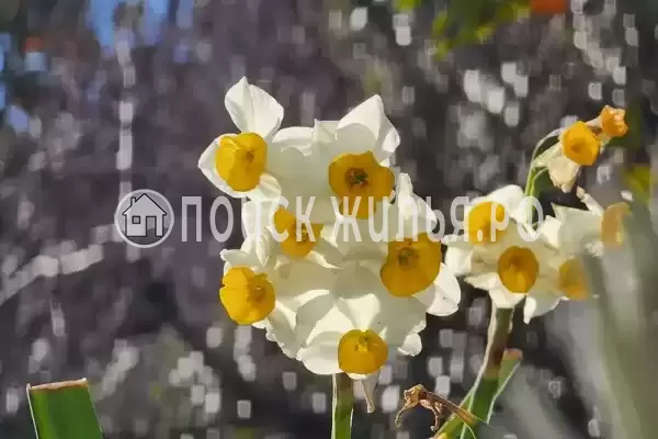 Гостевой дом «Таруса», Новый Афон