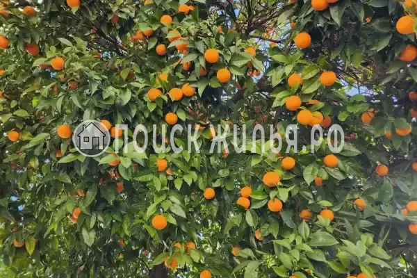 Гостевой дом «Таруса», Новый Афон