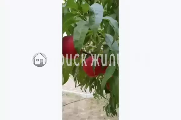 «Семейный», Евпатория